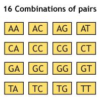 The Genetic Code Would it be possible for two-letter combinations, such as AG, to code for amino acids?