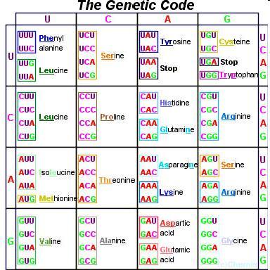 Notice that all 2 or more codons yields the same amino acid this means that