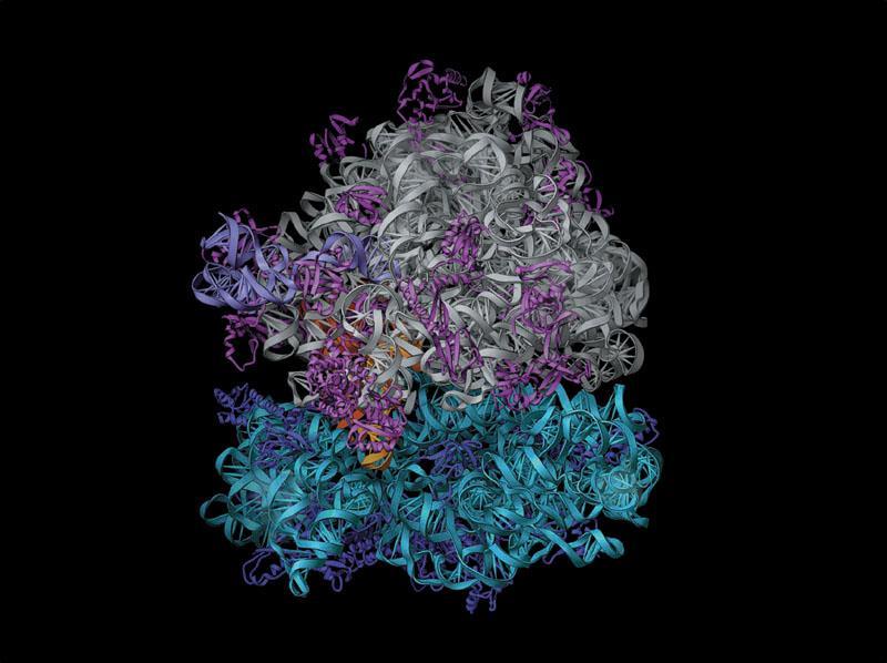 The ribosome Is part of the cellular machinery for translation, polypeptide synthesis