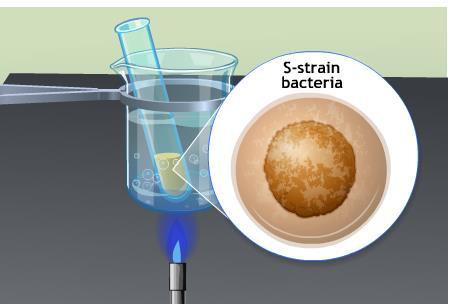 Bacterial Transformations Took the S-strain and heated a
