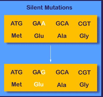 Mutations Some point mutations may not make a difference in the resulting
