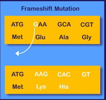 Mutations Frameshift mutations Insertions or deletions of one