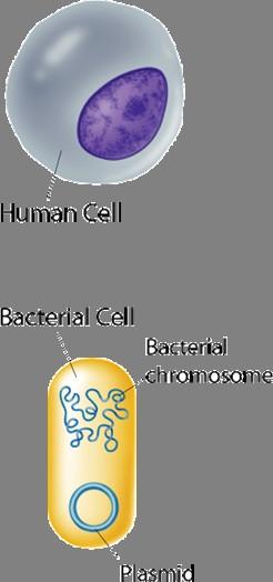 hormone Human Cell Bacterial chromosome Sticky