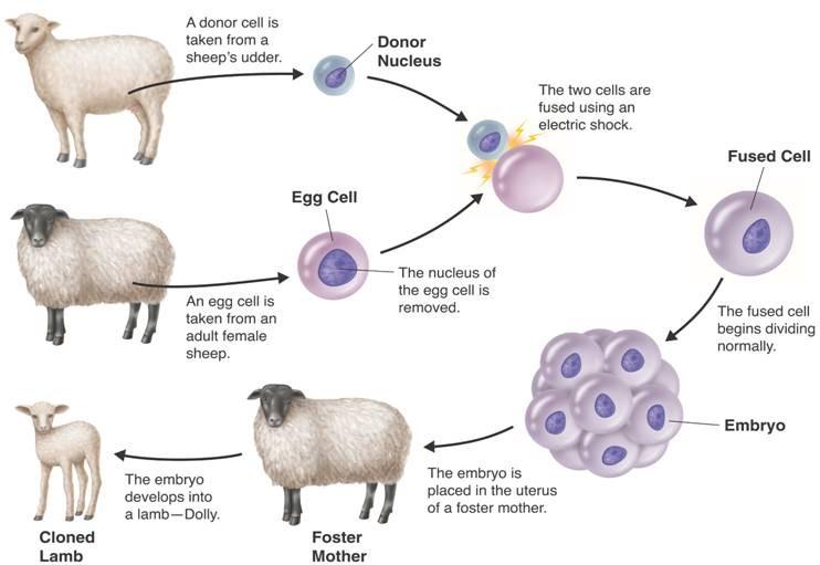 Cloning Donor Somatic Cell Nucleus Zygote Egg Cell Embryo Dolly Cloned Lamb Foster Mother What is this method