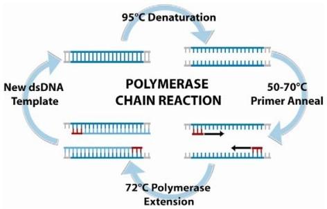 Define polymerase chain reaction (PCR). Review: What natural process is PCR similar to? List the 4 ingredients for PCR. Explain what the DNA primers do and are for?
