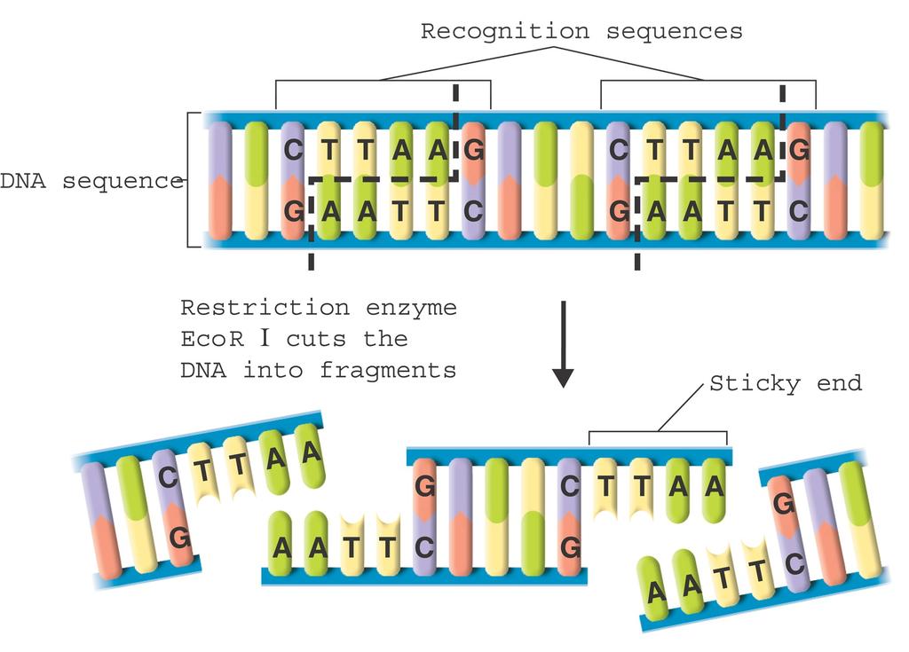 Tools: Restriction Enzymes Recognition sequences DNA sequence Restriction enzyme EcoR I cuts the DNA into fragments Sticky end Define restriction enzyme.