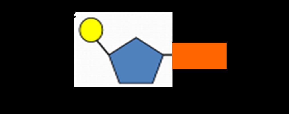 Below is a diagram of a Nucleotide: The two strands of DNA are joined via bases.