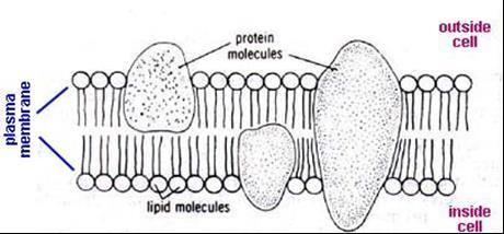 Cell Wall The cell wall which is present in plant cells is made up of the carbohydrate CELLULOSE. Bacterial and fungal cells also have a cell wall which is made up of different materials. Key Area 1.