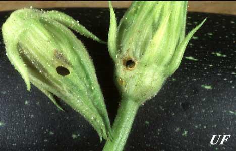 cucurbits Melonworm typically feeds on