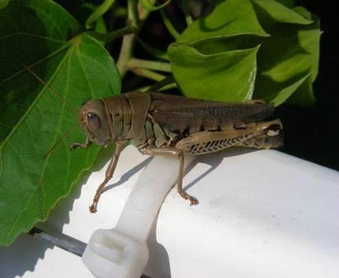 Foliage feeders- Grasshoppers