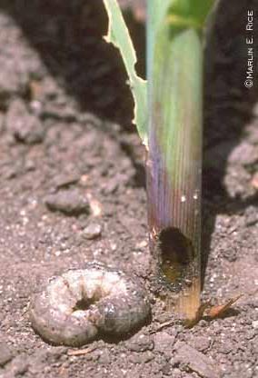 Foliage feeders- Cutworms Conserve beneficial insects