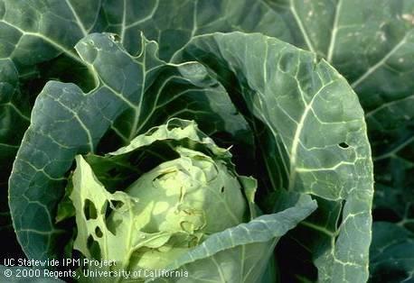 Foliage feeders- Cabbage