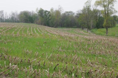 syrup) Most of 700 acres in cover crops rye,