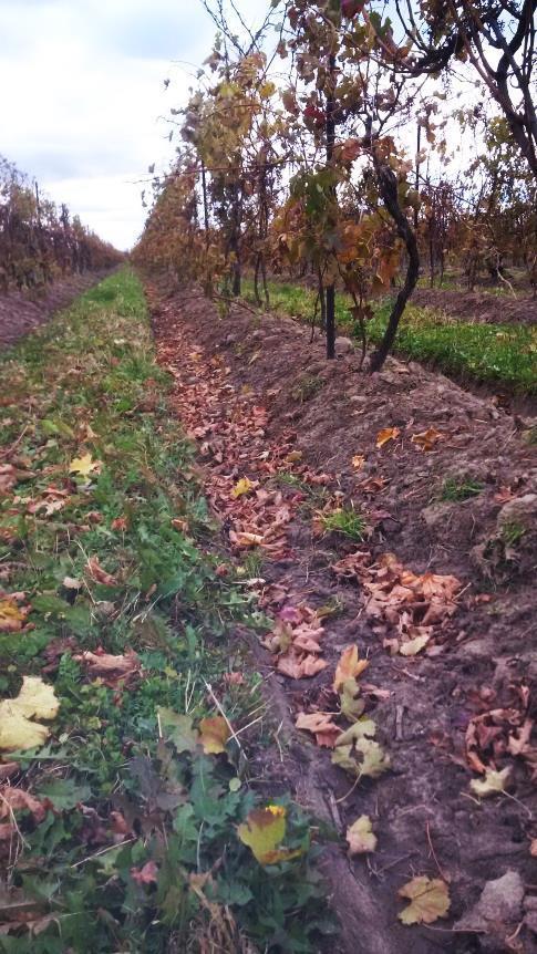 grower, 400 acres of wine