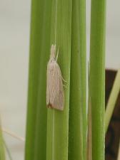 Pheromone Trap Assisted Scouting - Mexican Rice Borer