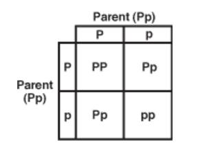 3/5/19 Objective: Students will be able to explain complete and incomplete dominance patterns of inheritance and use a Punnett square to predict the possible genotypes and phenotypes that can result