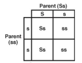 According to the Punnett square, what is the probability of an offspring being white? 2. In certain species of pine trees, short needles (S) are dominant to long needles (s).