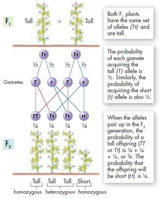 Mendel s Example: o If each F 1 plant has a tall allele T and a short allele t than ½ the offspring would carry the short allele t.
