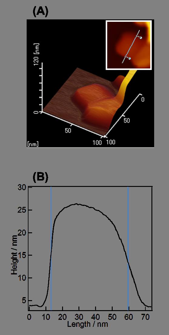 Fig. S3 (A) A AFM image of the porphyrin assemblies (nanocubes)