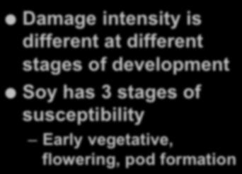Importance of Phenology Damage intensity is different at
