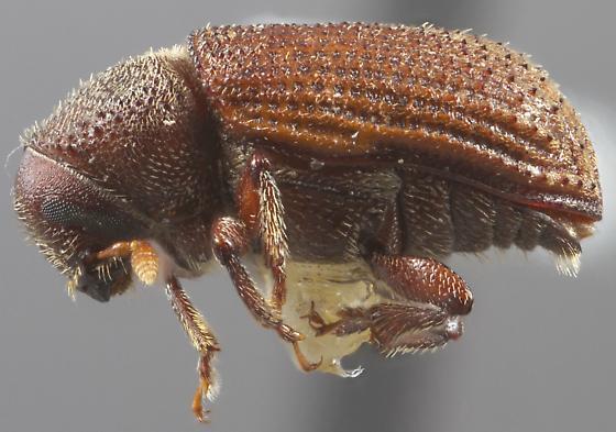 Native Alder Trees in Coastal California: Cankers and Bark Beetles Pacifica: San Pedro Valley County Park Reported on Invasive Shot-Hole Borer Web Site (https://ucanr.