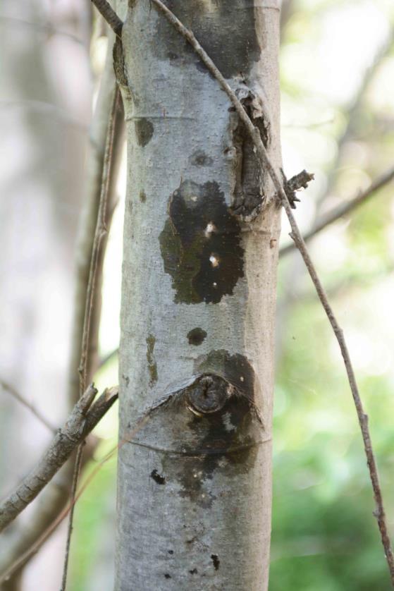 HISTORY Native Alder Trees: Pt. Reyes NS 2011 Previous reports of mortality in alder trees Pt.