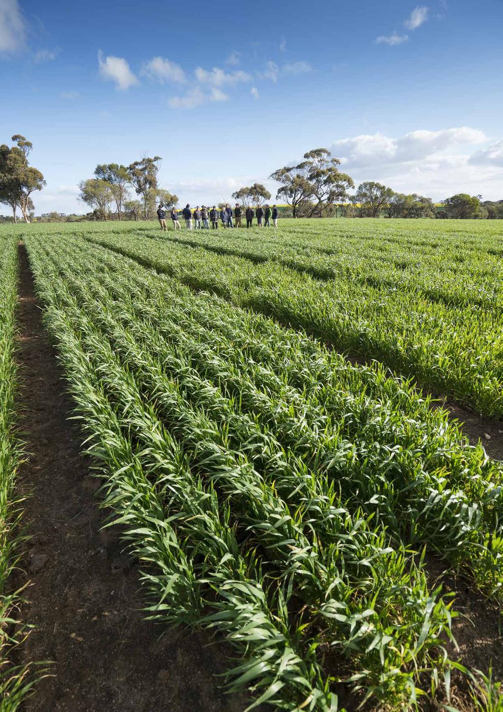 Our commitment to action Investing in field research and trials To ensure that we are providing leading plant nutrition advice, we have put together a team of agronomists who support customers