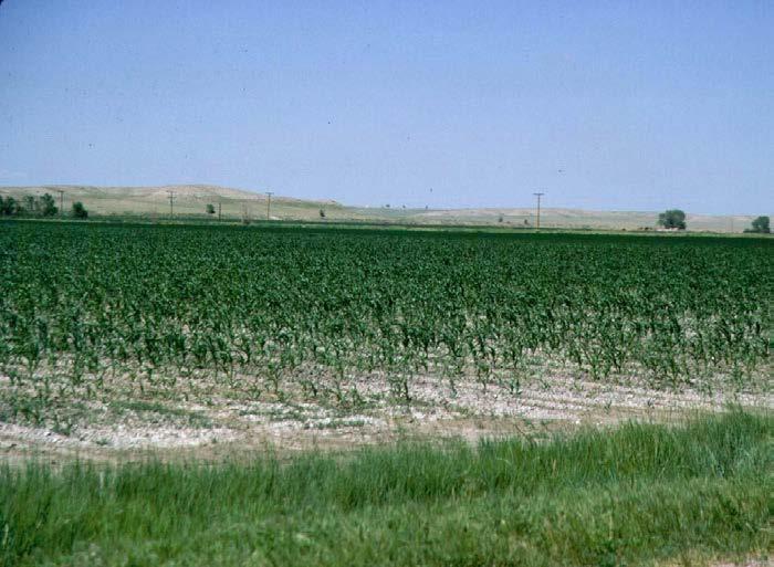 Impact of Salinity on Yield and Plant Growth Effect of salinity
