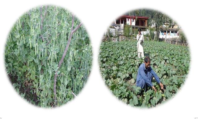 6 kg k -1 among all UCs of Madyan, Behrain and Kalam, whereas maximum area covered by French bean was observed in UC Behrain and planted on 136 kanals. The average production was noted 719.