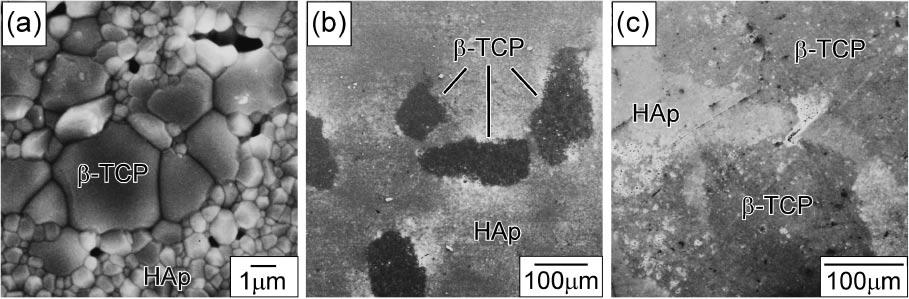 Effect of -TCP Size on Bone-Like Layer Growth and Adhesion of Osteoblast-Like Cells in Hydroxyapatite/-TCP Composites 2369 solution which corresponds to the number of adhering cells on the specimens