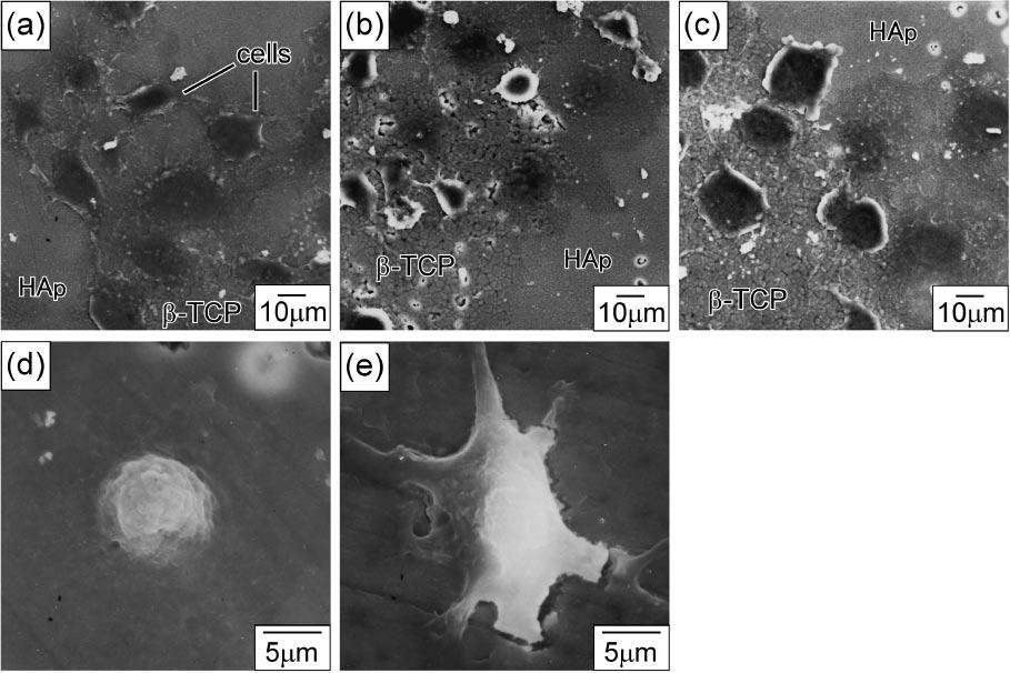 2372 H. Y. Yasuda et al. Fig. 7 SEM micrographs of MC3T3-E1 cells adhering to F (a), M (b) and C (c) composites. (d) and (e) show the cells adhering to HAp and -TCP phase.