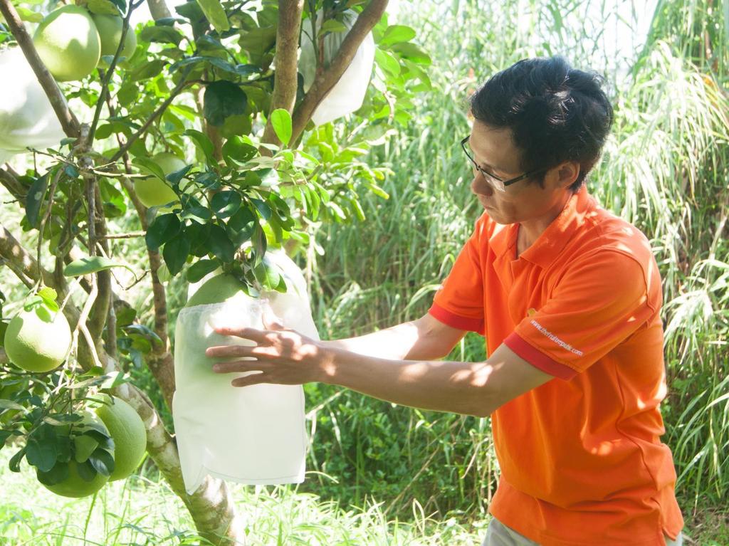 Vietnam Fruit Exports Why ASEAN