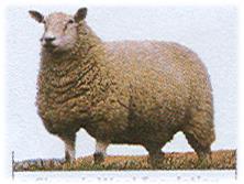 Sheep s wool