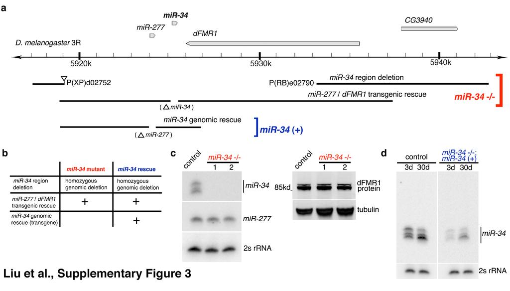 Supplementary Fig. 3: mir-34 mutant and genomic rescue. a. Map of the mir-34 locus, mir-34 mutant, and mir-34 genomic rescue.