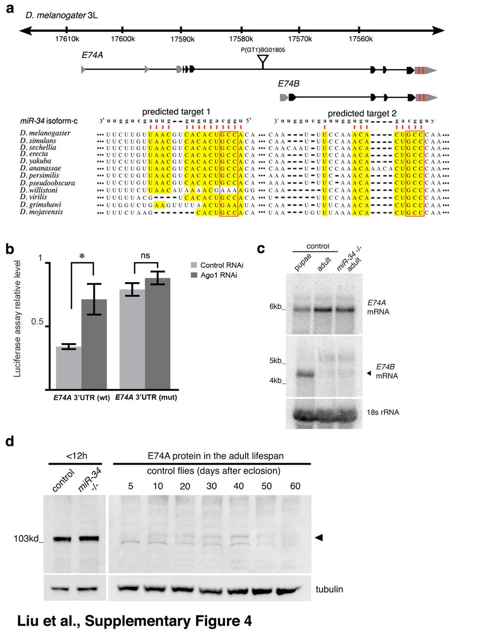 Supplementary Fig. 4: E74A is a target of mir-34. a. Predicted mir-34 target sites within the 3 UTR of the Eip74EF mrna.