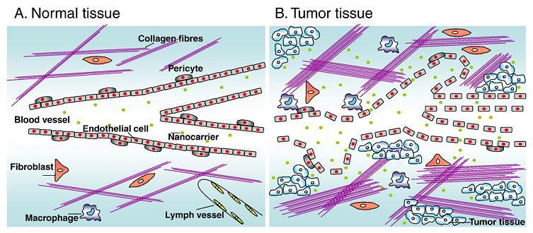 Differences between normal and tumor tissues that explain the passive