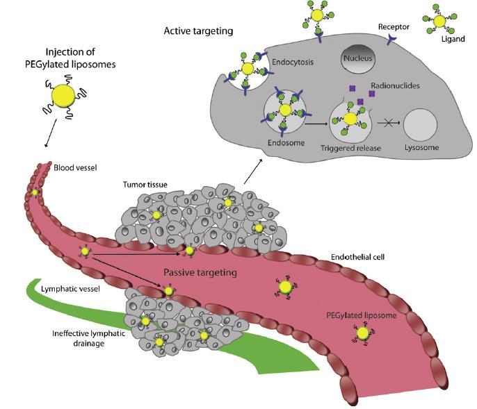 Illustration of passive in vivo targeting and