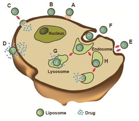 Liposome cell