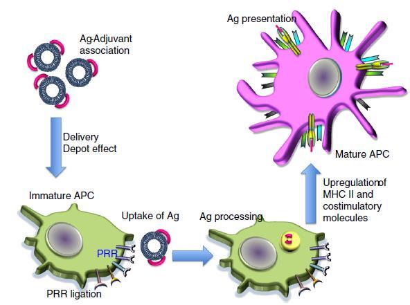 Liposomal adjuvants may function through the formation of an antigen (Ag)-adjuvant depot that promotes antigen delivery, uptake by immature antigen presenting cells (APC) and cellular stimulation