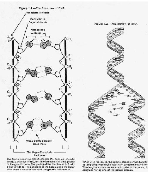 Gregor Mendel laws of inheritance, gene 1866 Nucleotide Chain Watson and Crick DNA structure 1953 Double helix phosphate sugar Nucleotides/ Bases: