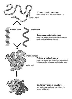 Proteins Build the cell and drive most of its functions.
