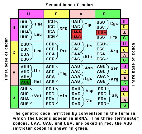 The Genetic Code Codon - a triplet of bases, codes a specific amino acid (except the stop codons) Stop codons - signal