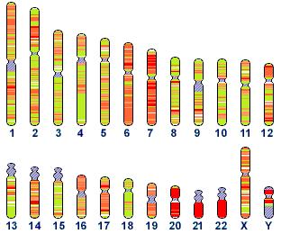The Human Genome: numbers 23 pairs of chromosomes ~3,200,000,000
