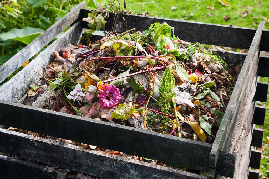 into compost, which serves as a mulch and returns nutrients to the soil.
