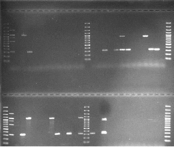 17 COL-resistant isolates MIC 4 8 mg/l mcr PCR detection WGS Nr. of isolates mcr-1 mcr-1, mcr-1.xx 10 (one with MIC=2) mcr-3 mcr-3.
