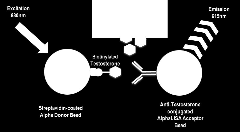 3 Analyte of Interest Testosterone is the predominant androgenic steroid. This steroid hormone has many functions both in reproductive and non-reproductive tissue.