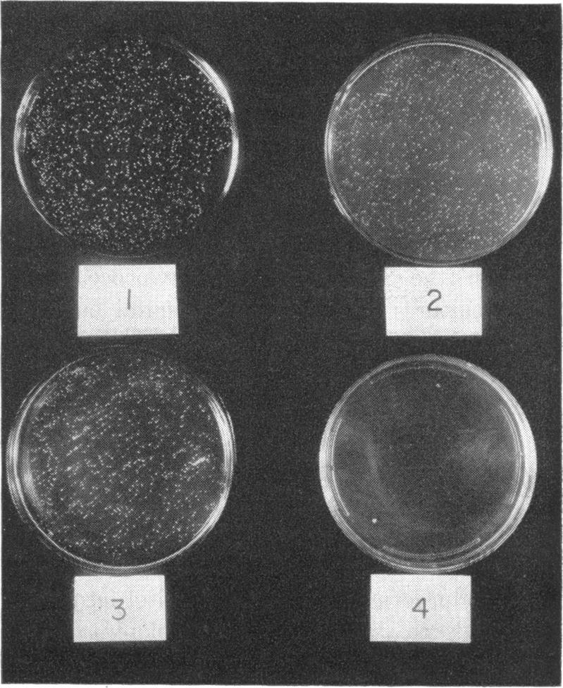 1961] SELECTIVE MEDIUM FOR STAPHYLOCOCCI 639 colony size is achieved within 24 hr. Colony morphology is entirely typical, although when there is crowding on plates, colonies are small.