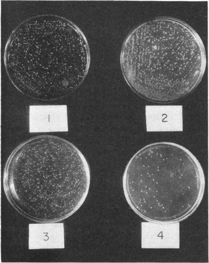 Other plates, in addition to an equivalent number of S. aureus, show large numbers of a variety of other microorganisms.