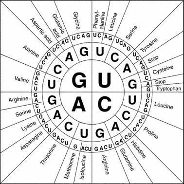 How do you read a codon? 1. Find the first letter of the codon in the center circle of the chart. 2.