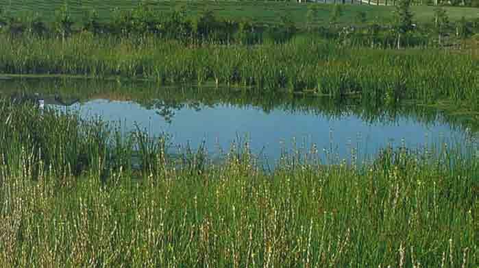 Deep Wetland: Planting on the